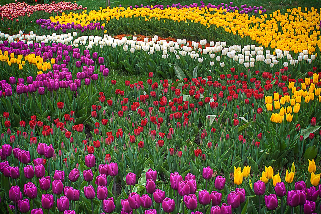 Photo Flower garden